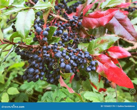 Bush Of Mahonia With Leaves And Berries Stock Photo Image Of Flower