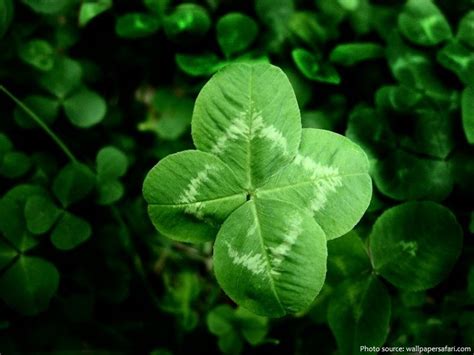 Interesting Facts About Clovers Just Fun Facts