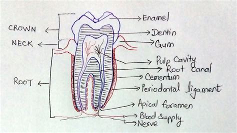 healthy tooth diagram