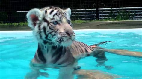Baby Tigers First Swim Youtube