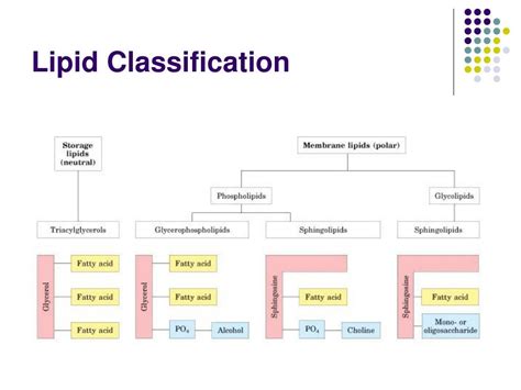 Lipid Classification Chart
