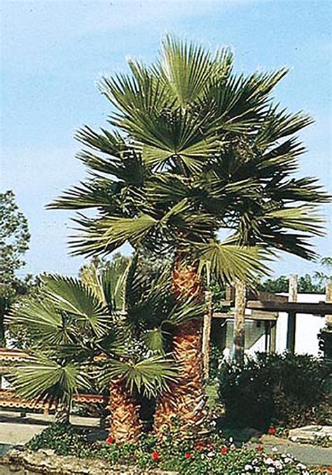 Mexican Fan Palm Tropical Plants At