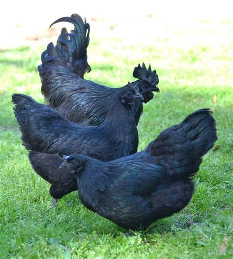 very rare black chicken called ayam cemani all meat is dark fancy chickens black chickens