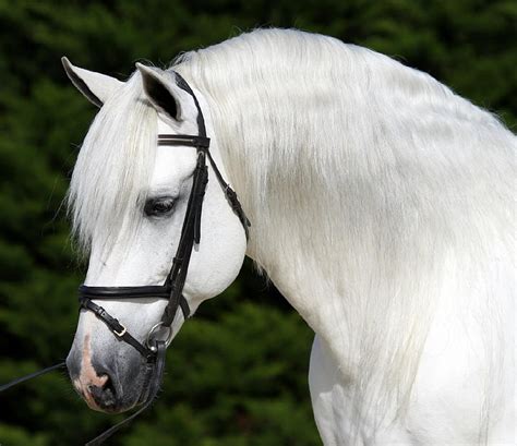 Andalusian Profile White Andalusian Horses Spanish Hd Wallpaper