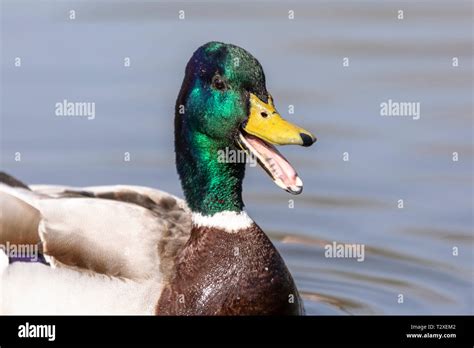 Side Portrait Of A Single Male Mallard Duck Anas Platyrhynchos