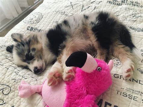 Sleeping Puppy Australian Shepherd Puppy Aussie Blue Merle Dog Toys