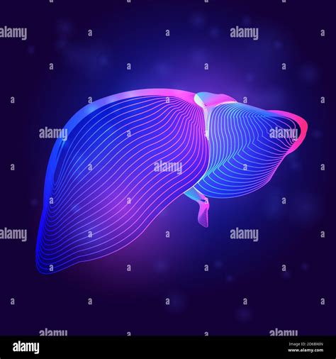Human Liver Medical Structure Outline Vector Illustration Of Body Part