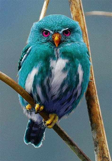 Красотка голубая филиппинская сова Р Всё будет хорошо