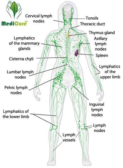 Naturaltherapy Lymphatic Drainage Ginger Oil Medicurestore Lymphatic System Lymphatic