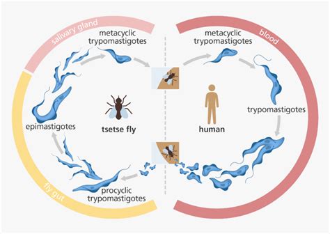 illustration showing the life cycle of the trypanosome trypanosome life cycle hd png download