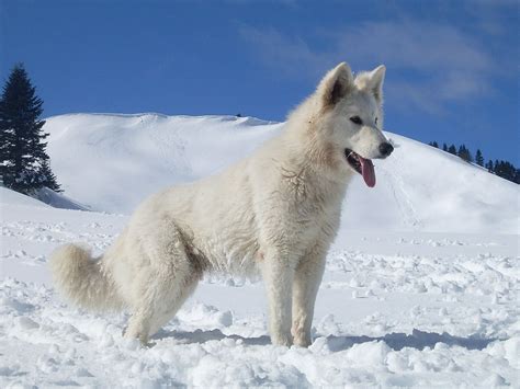 White Shepherd Dog Breed Information Puppies And Breeders Dogs Australia