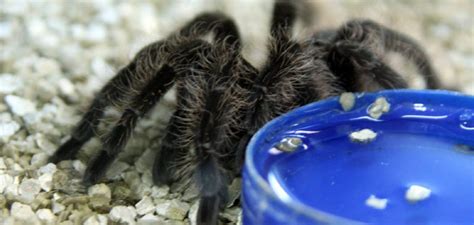 How Do Tarantulas Drink Water Detailed Guide 2024