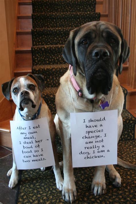 Dog Shaming Funny Pics Of Pet Shaming Dog Shaming