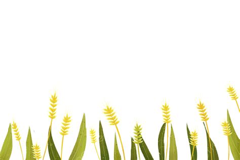 Wheat Field Wheat Ear Wheat Wheat Ear Material Png Transparent Image