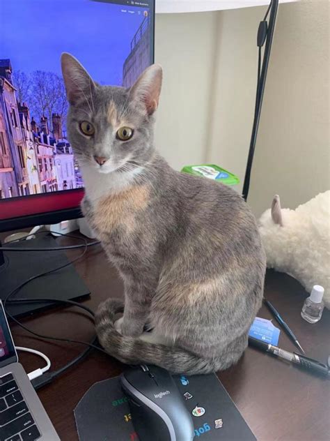 Lost Cat American Shorthair In Mountain View Ca Lost My Kitty