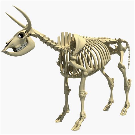 Cow Skeleton 3d Models Download Free3d