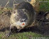Images of Big Rodent