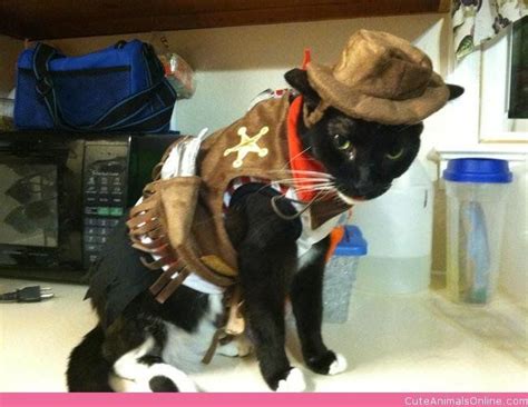 This Tough Cat Means Business In His Sheriff Costume Cat Halloween