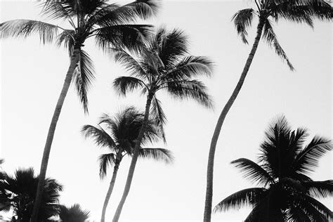 Black And White Palm Trees Nature Stock Photos Creative Market