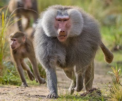 Hamadryas Baboon San Diego Zoo Kids