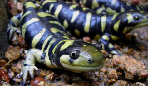 Tiger Salamander Critter Squad Wildlife Defenders Petting Zoo Party