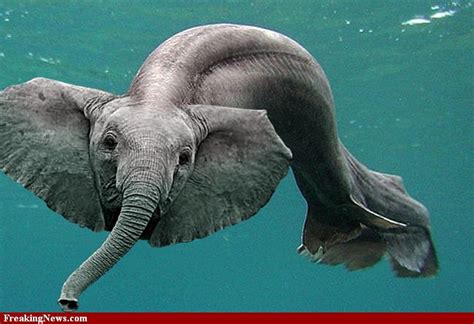 Elephant Fish Elephant Fish Pictures Strange Pics