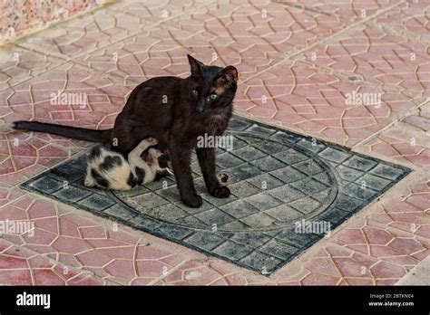 Feral But Friendly Cats Stock Photo Alamy