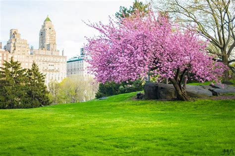 Cherry Blossom In Central Park A Wonderful Burst Of Color
