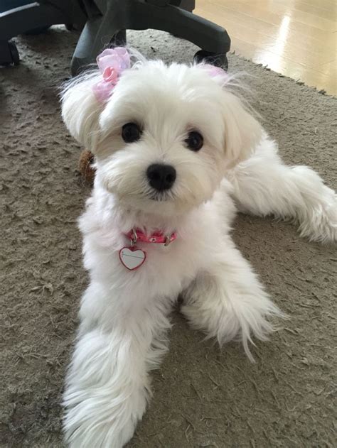 Beautiful Maltese Maltese Dogs Maltese Puppy Dog Haircuts