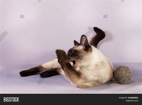 Siamese Cat Lying Ball Image And Photo Free Trial Bigstock