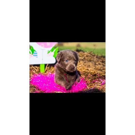 After viewing our website, we hope you'll agree that tender oak ranch is a great place to look for. AKC Labrador Retriever Puppies in , West Virginia ...