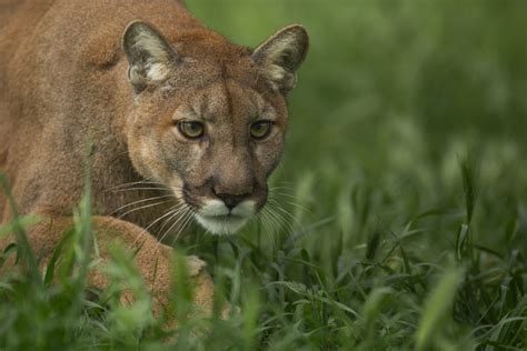 Multiple Parasites Discovered In West Texas Cougar Texas Aandm