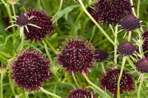 Scabiosa Atropurpurea Chile Black Plant And Flower Stock Photography