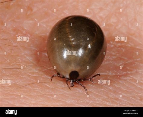 Fully Engorged Ixodes Deer Tick That Dropped Off A Pet Cat After Taking