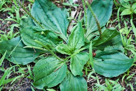 Plantain Herbs We Love For Summer Herbal Academy