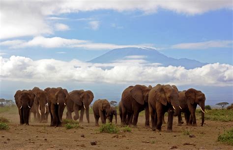 The Remarkable Migration Of African Elephants