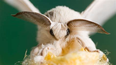 50 unbelievable facts about moths ultimate guide 2024