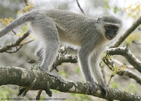 Vervet Monkey Animales Verde