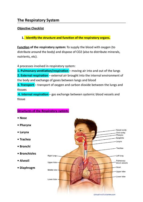 Respiratory System Lecture Notes The Respiratory System Objective Checklist Identify The