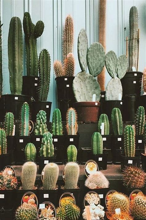 25 Best Cactus Aesthetic Ideas Decoratoo