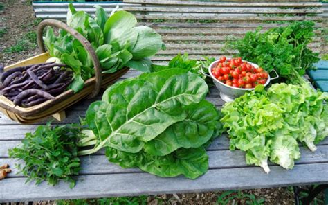 10 Edible Plants That Grow In Abundance Without Any Help One Green Planet