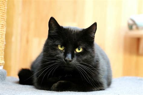 Why Black Cats Are Great Pets Fascinating Facts Zooplus