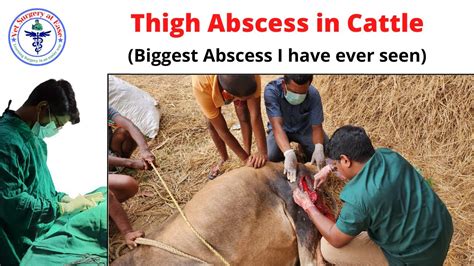 Thigh Abscess Cattle La Surgery 17 Youtube
