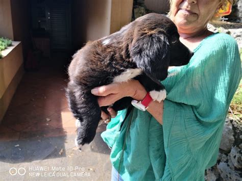 I migliori annunci di cani da adottare in lombardia. Cucciolo in regalo e adozione » COCKER, JACK RUSSELL OSCAR ...