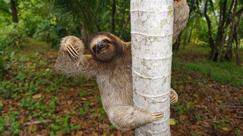 Why Pooping Can Be A Life Threatening Experience For A Sloth Mental Floss