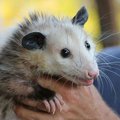 The cats just sit and watch the opossum from about 3 feet away and don't do anything to protect their food. 24/7 Wildlife Control » What Do Possums Eat?