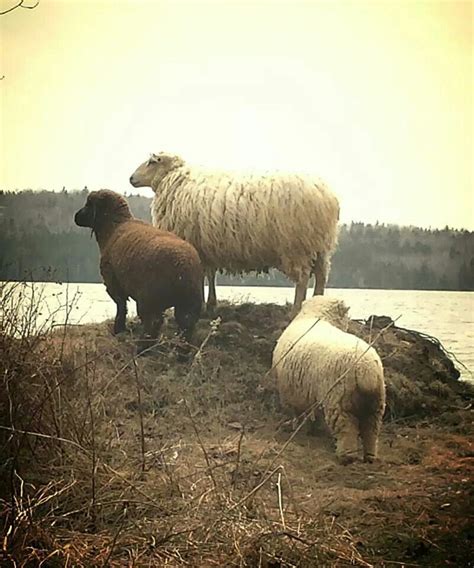 Baaaaaaaaa Backyard Farming Farm Pretty Pictures