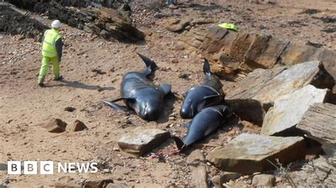 Toxic Chemicals Found In Beached Whales In Fife Bbc News