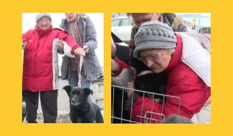 Nonnina Ucraina Deve Abbandonare Il Suo Cane Per Sfuggire Alla Guerra Quando Lo Rivede Piange