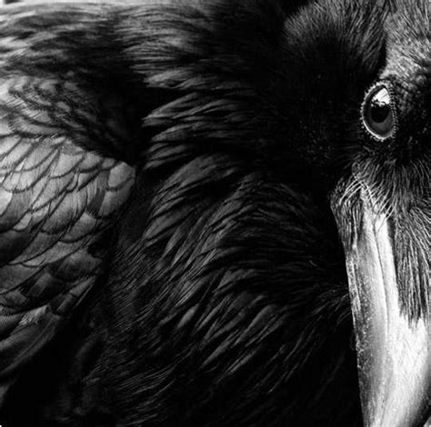 the raven symbolism celtic raven order of bards ovates and druids crow photography raven